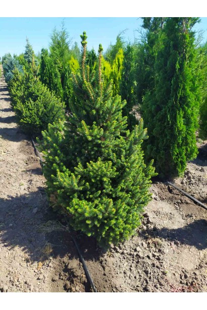 Ялина звичайна Віллс Цверг - ком40кг/вис.90-100см/Ø45-50см